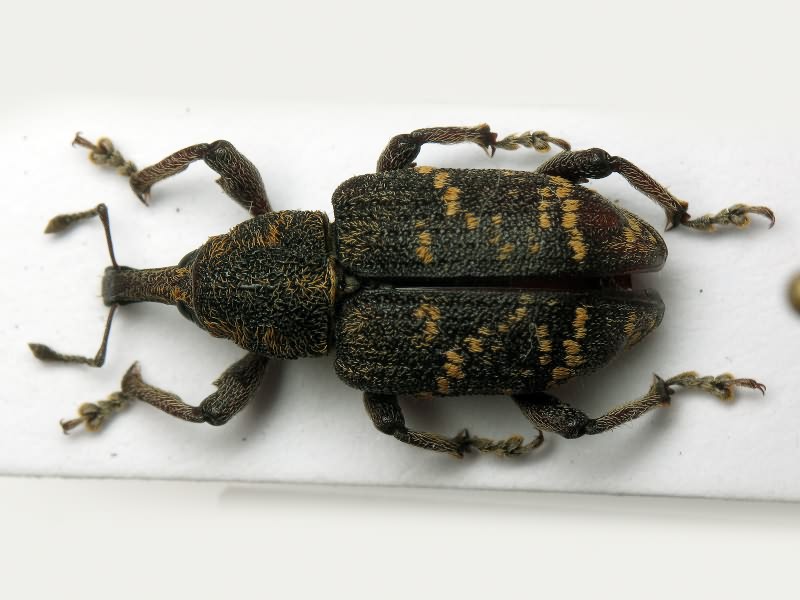 Hylobius abietis (Linnaeus, 1758)